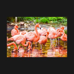 Greater Flamingos on the Water T-Shirt