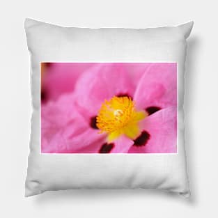 Cistus × purpureus   AGM  Purple-flowered rock rose Pillow