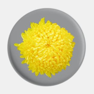 Yellow Chrysanthemum Floral Photo Cutout Pin