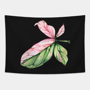 Syngonium Pink Splash Leaf Tapestry