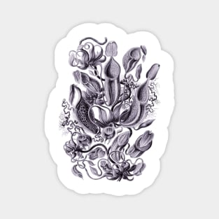 Ernst Haeckel Pitcher Plant Lavendar Magnet