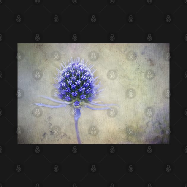 Blue Thistle, photo art by marina63