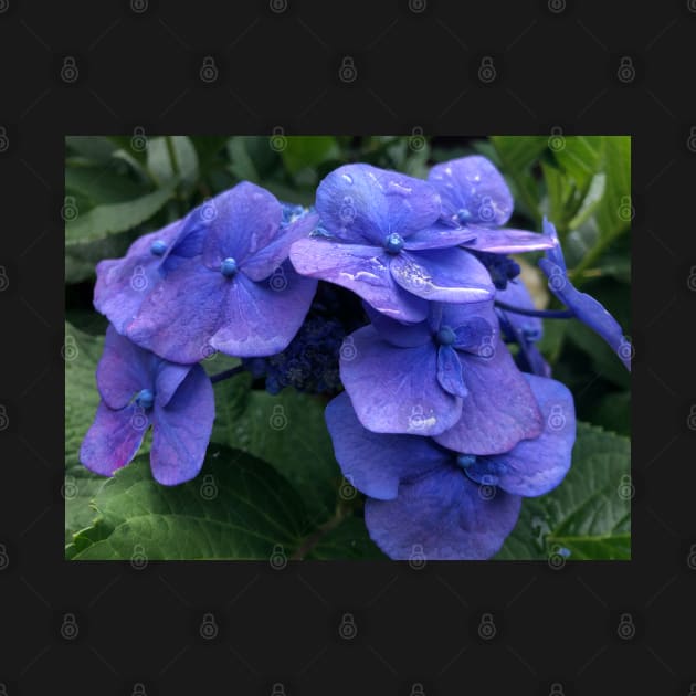 Perfect Blue Hydrangea in the Rain by Photomersion