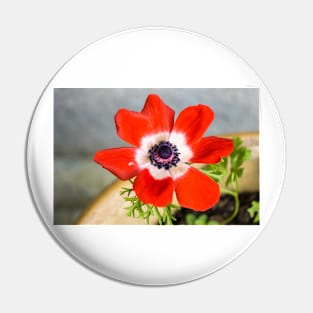 Anemone coronaria De Caen Pin