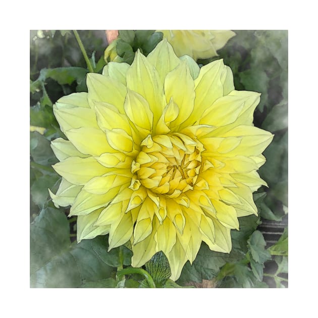 Dahlia Bloom Of Soft Yellow by KirtTisdale