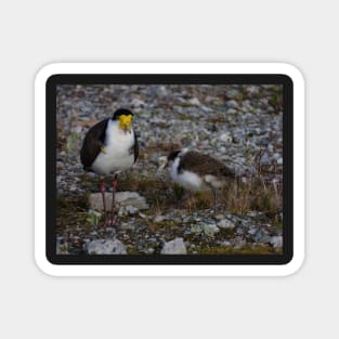 The Masked Lapwing Magnet