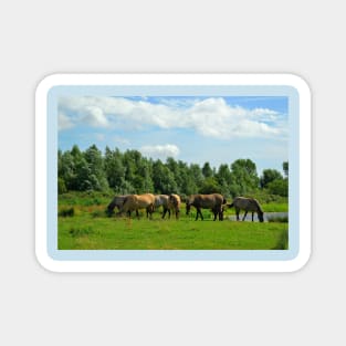 Herd of Konik horses Magnet