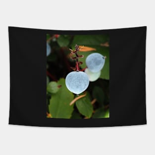 Oregon grape (Mahonia aquifolium) berries in a Pacific Northwest forest Tapestry