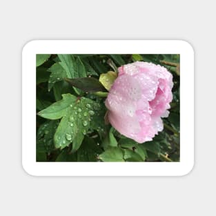 Peony after the Rain 3 Magnet