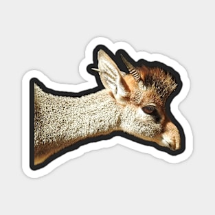 Dik-Dik Magnet