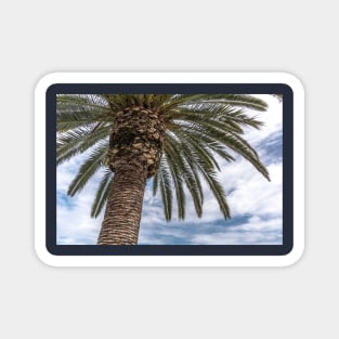 Palm tree against blue cloudy sky Magnet