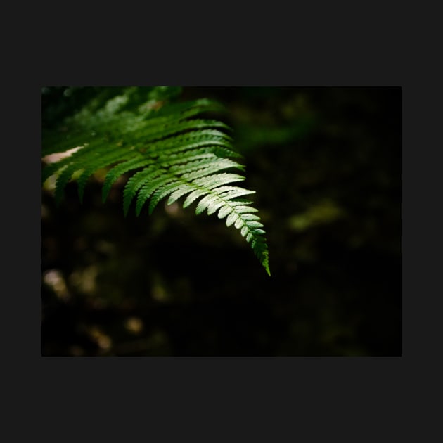 Dark Fern by hextrovert