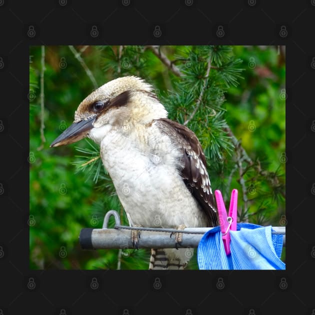 Kookaburra on the Clothesline! by Mickangelhere1