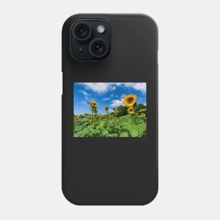 Sunflowers in the Field Phone Case
