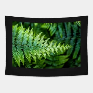 Ferns in the rain    I Tapestry