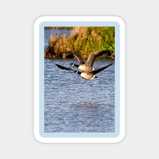 Canada Geese in flight Magnet