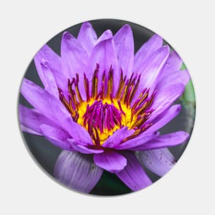 Purple Lily Pad Flower Photograph Pin