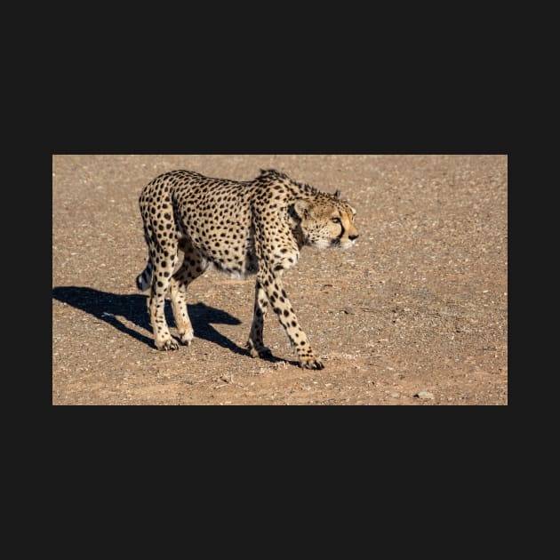 Cheetah walking. by sma1050
