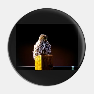 " Observe " : Coopers hawk wildlife Pin