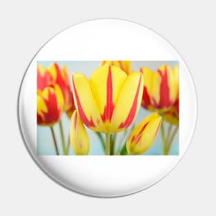 Tulipa  &#39;Colour Spectacle&#39;   Single Late Multi-flowered tulip Pin