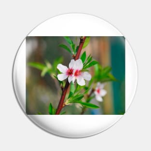 Almond Blossom Pin