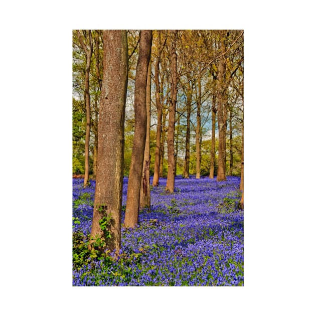 Bluebell Woods Greys Court Oxfordshire England UK by AndyEvansPhotos