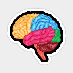 Human brain Anatomy Magnet