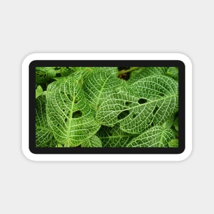 Green Leaves with White Veins Magnet