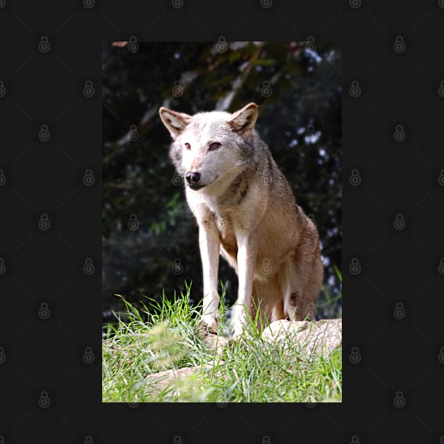 Gray Wolf poised and ready by declancarr