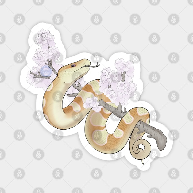 White Sakura Ball Python: Banana - Sakura - Magnet | TeePublic