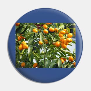 Kumquat tree Pin