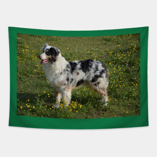 miniature american shepherd blue merle full second Tapestry by Wanderingangel