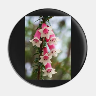 Epacris longiflora .. fuchsia heath Pin