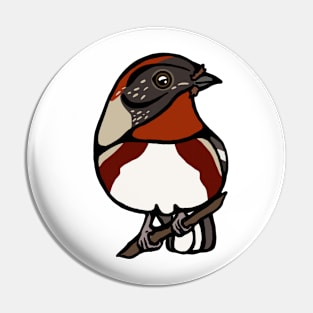 Bay Breasted Warbler Graphic Pin