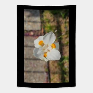 Dietes robinsonia - Lord Howe wedding lily Tapestry