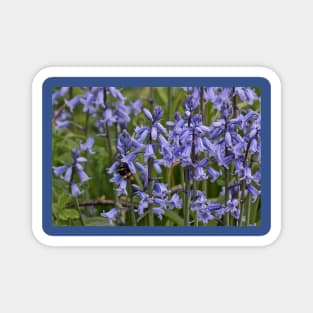 English Bluebells Magnet