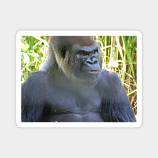 Grumpy Gorilla Magnet
