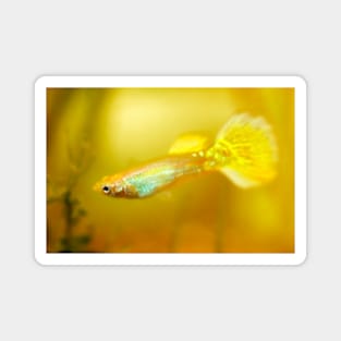 Yellow Guppy Fish Magnet