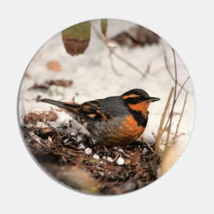 Stunning Varied Thrush on the Snowy Ground Pin