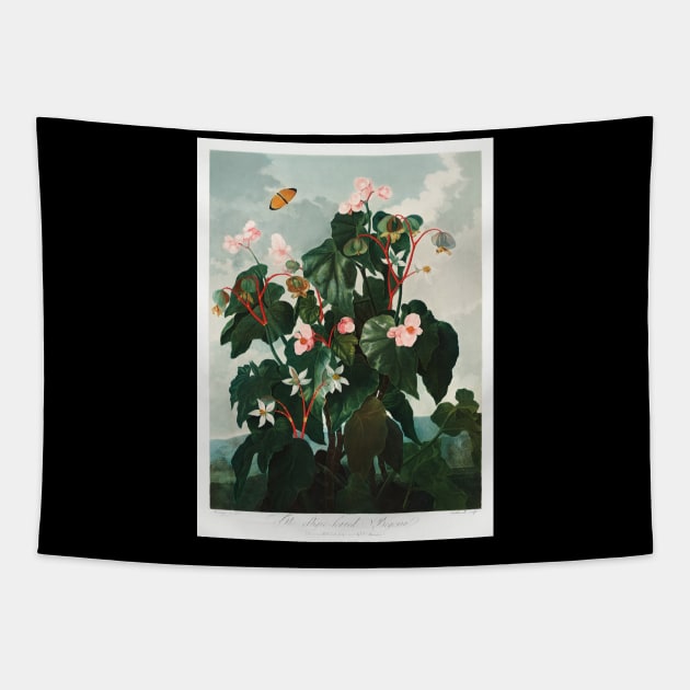 The Oblique-leaved Begonia Tapestry by Cleopsys