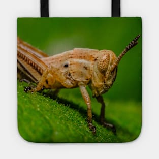 Young Grasshopper Photograph Tote