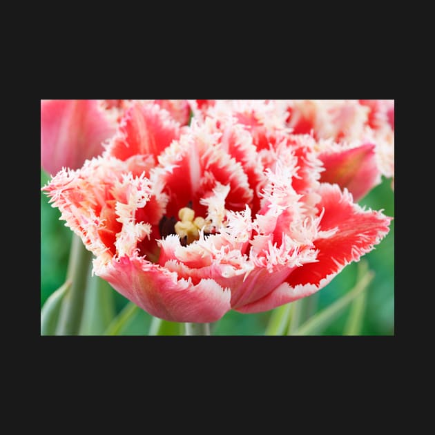 Tulipa  &#39;Brest&#39;   Fringed Group  Tulip by chrisburrows