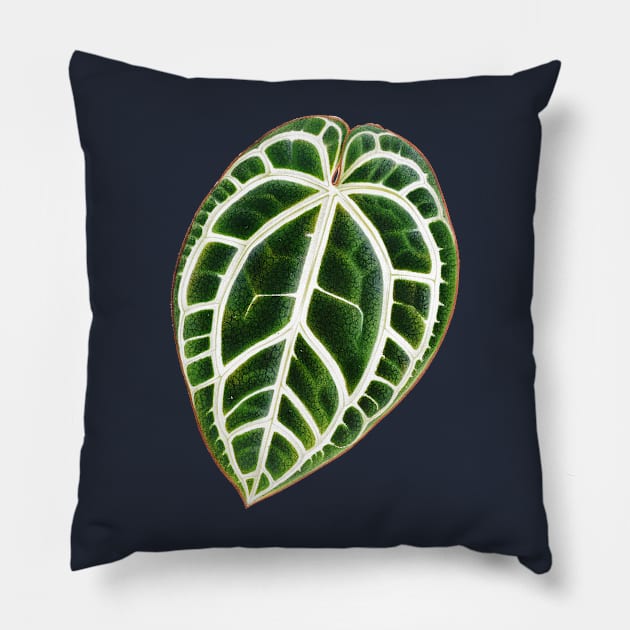 Anthurium crystallinum - L'illustration horticole - Botanical Illustration Pillow by chimakingthings