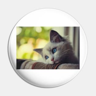 First World Problems Cat Pin