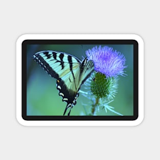 Swallowtail Butterfly Magnet