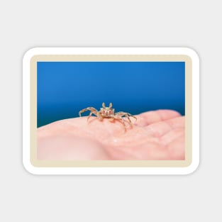 Little crab on human hand against blue sky and green ocean Magnet