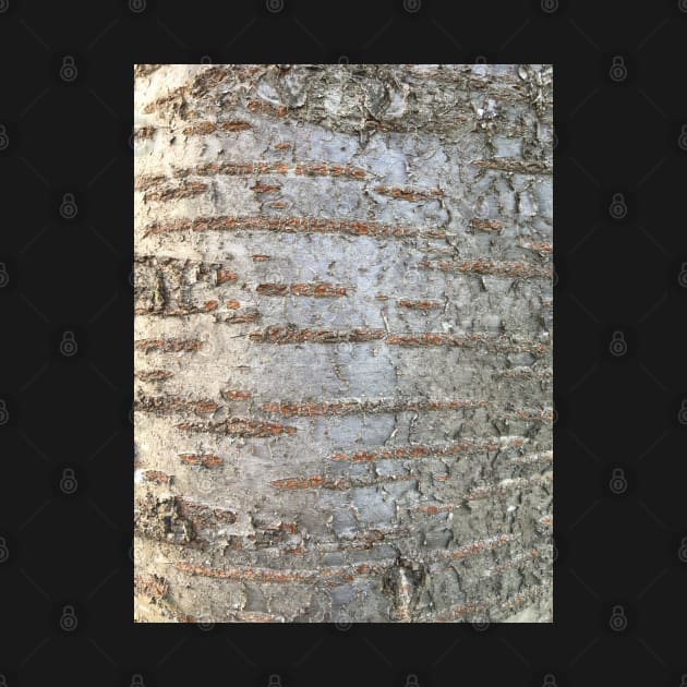 Bark - prunus by Dpe1974