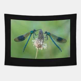 Two Male Banded Demoiselles on Plantain Stalk Tapestry