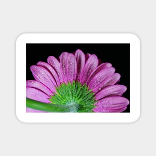 Pink Gerbera Daisy Magnet