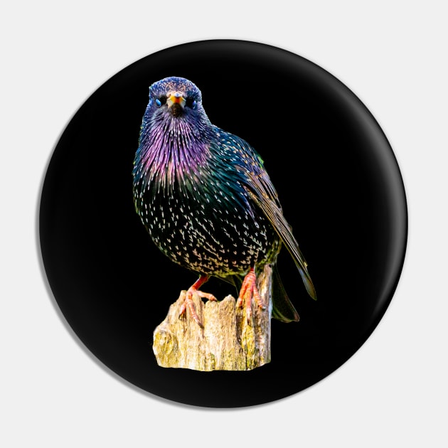 Starling Pin by dalyndigaital2@gmail.com